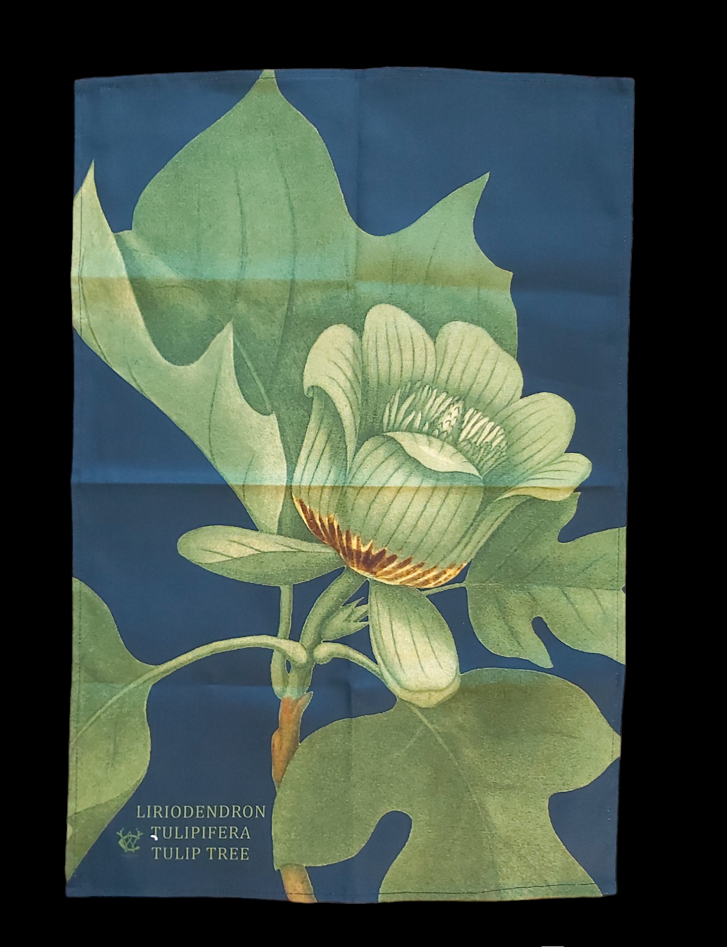 Liriodendron Tulipifera Tulip Tree Antique Print Tea Towel