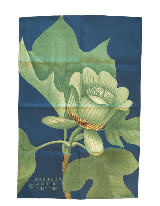 Liriodendron Tulipifera Tulip Tree Antique Print Tea Towel