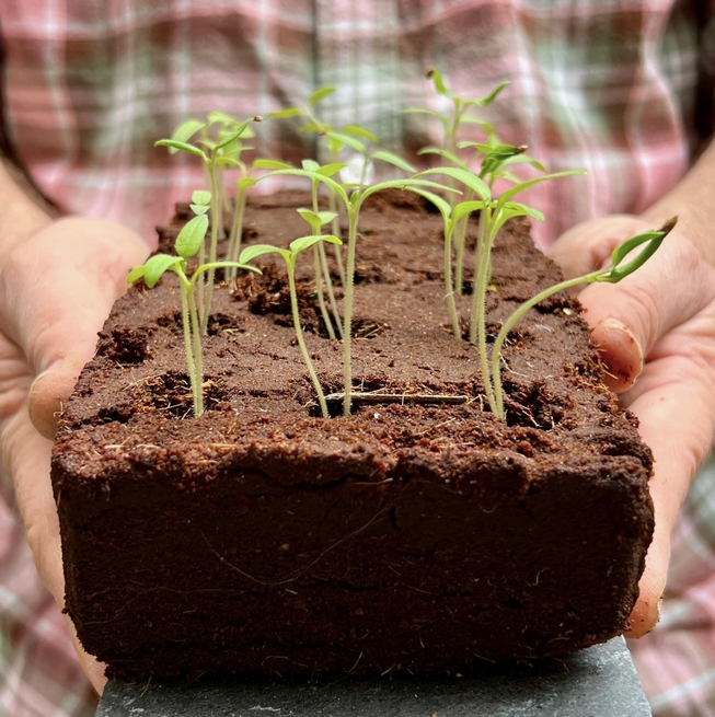 The Edible Flower Growbar