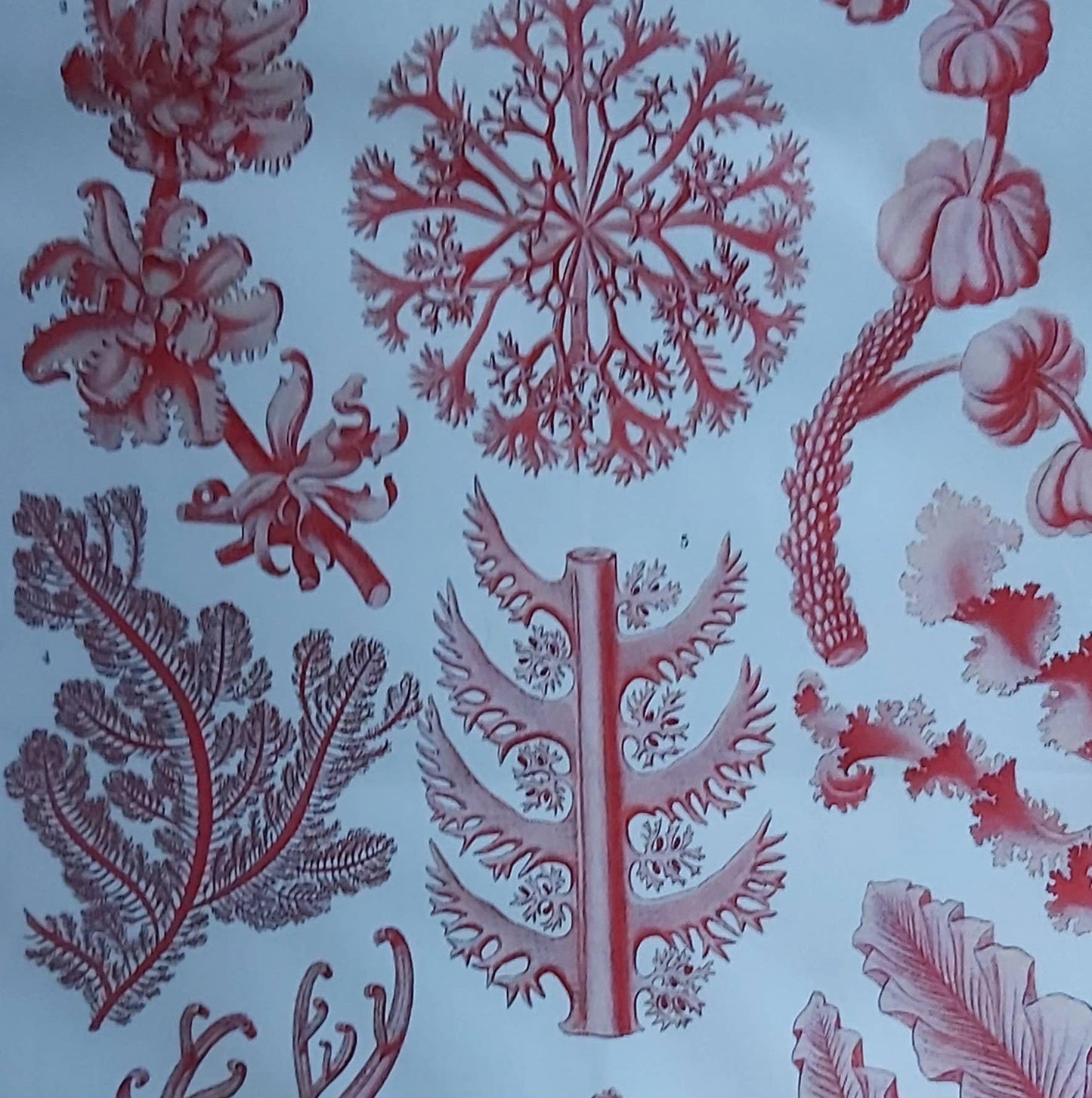 Red Sea Coral Tea Towel